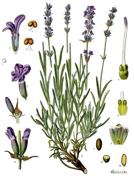 Lavender (Lavandula angustifolia)