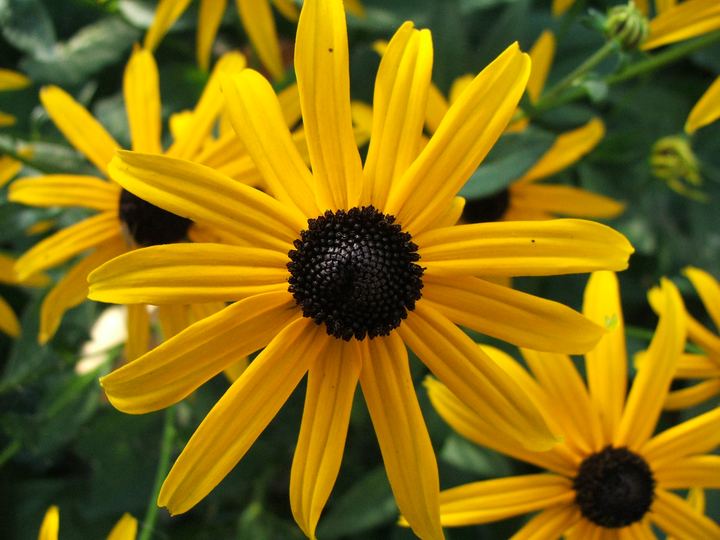 Rudbeckia (Rudbeckia fulgida)