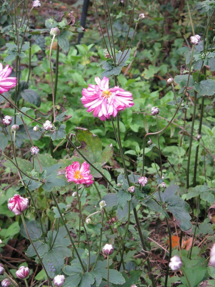 Japanese Anemone (Anemone x hybrida)