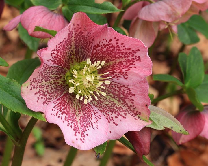 Hellebore (Helleborus orientalis)